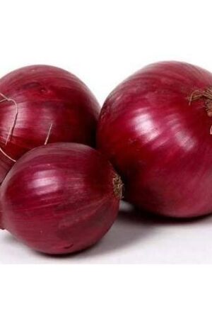 Fresh Red Onion